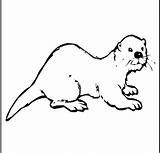 Coloring Pages Otter Popular sketch template