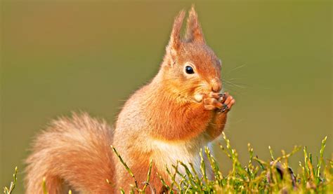 Red Squirrel Key Squirrel Facts Information And Pictures