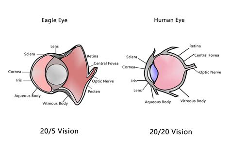 human vision  eagle vision insight vision center