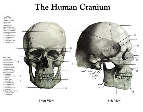 cranium  human cranium