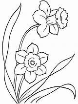 Daffodil Pages Coloring Printable sketch template