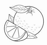 Citrus Pages Fruits Coloring Fruit Printable sketch template