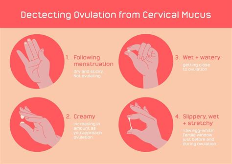 cervical mucus  ovulation      vrogueco