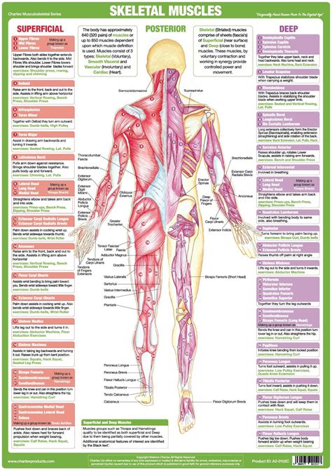 muscle anatomy poster posterior