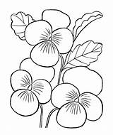 Coloring Pansies Pages Stress Anti Color sketch template