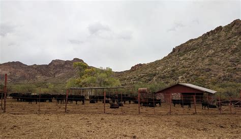 arizona cattle ranch  feedlot  beef runner
