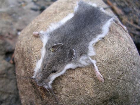grey mouse close   fossilfeather  deviantart