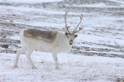 hewan cantik  berubah warna  musim salju