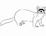 Ferret Coloring sketch template