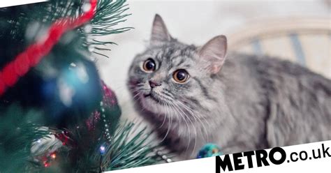 How To Make Your Christmas Tree Cat Safe Metro News