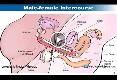 Sexual Health Man And Woman Intercourse January 2016