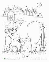 Cow Calf Calves Cows Lessons Preschool Grazing sketch template