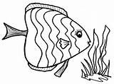 Fish Coloring Pages Color Sea Realistic Drawing Ocean Puffer Butterfly Preschool Beautiful Printable Realisticcoloringpages Getcolorings Print Via Rea Getdrawings Paintingvalley sketch template