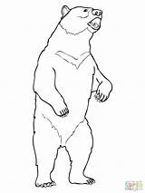 Bear Standing Drawing Grizzly Coloring Moon Line Bears Pages Outline Drawings Polar Printable Draw Realistic Color Getdrawings sketch template