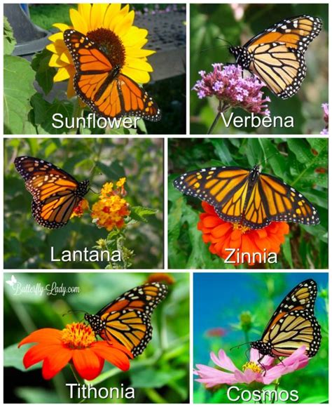 create  monarch waystation butterfly lady