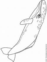 Whale Gray Coloring Pages sketch template
