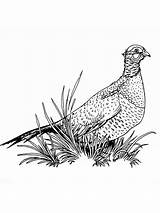 Coloring Pages Pheasant Pheasants Birds Printable sketch template