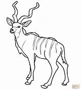 Kudu Antelope Coloring Pages Impala African Pronghorn Color Woodland Printable Drawings Results sketch template