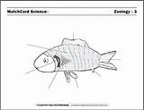 Fish Coloring Parts Pages Label Zoology Worksheet Body Worksheets Anatomy Sheet Kids Students Learn Use Search Learn4yourlife sketch template
