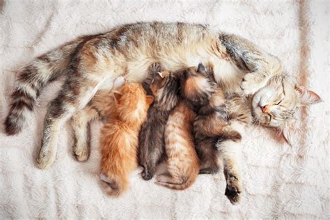 5 Signs A Kitten Was Separated From Its Mother Too Soon