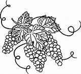 Grapes Coloring Leaves Grape Vine Pages Drawing Leaf Color Getcolorings Luna Getdrawings sketch template