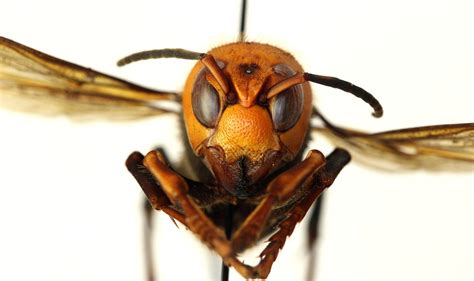 honey bees  animal dung  fend  giant murder hornets