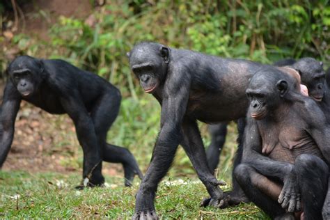 bonobo fiche descriptive complète avec photos instinct