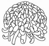 Chrysanthemum Petals sketch template