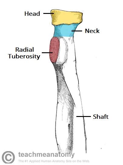 radius proximal distal shaft teachmeanatomy