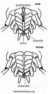 Woodlice Male Female Woodlouse Body Isopoda Pattern sketch template