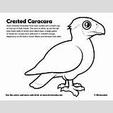 Caracara Designlooter Crested sketch template