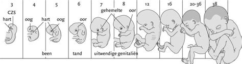 de prenatale fase prenataal menselijk lichaam verpleging
