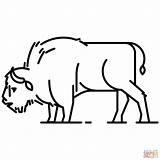 Bison Coloring Pages American Printable Drawing European Tasmanian Tiger Realistic Kids Clipart Riders Bull Dot Supercoloring Categories sketch template