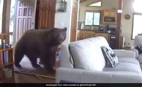 bear bangs door open barges into home video is viral with 5 million views
