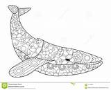 Baleine Vecteur Coloration Adultes sketch template