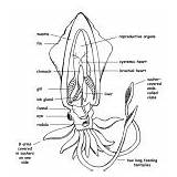 Squid Anatomy Diagram Coloring Animals Invertebrate Category Nature sketch template