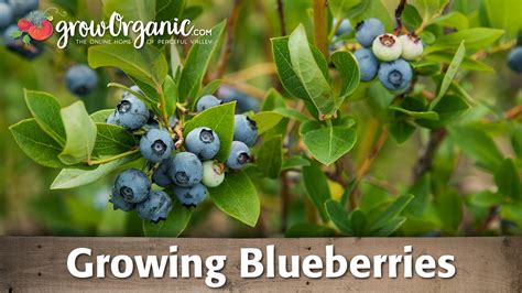 planting blueberries growing blueberries youtube