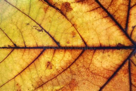 autumn leaf picture image