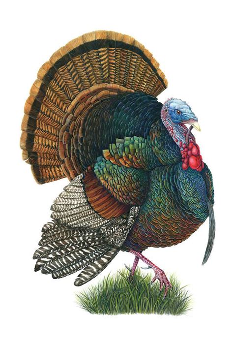 male turkey strut by mindy lighthipe artist llc in 2021 cross stitch