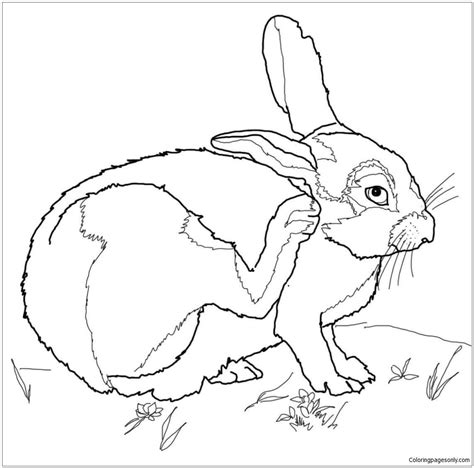 desert cottontail coloring page coloring pages rabbit colors rabbit