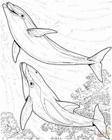 Dolphin Coloring Pages Dolphins Print Two Drawing Sea Realistic Adults Colouring Animals Kids Drawings Printable Hard Adult Sheets Animal Line sketch template