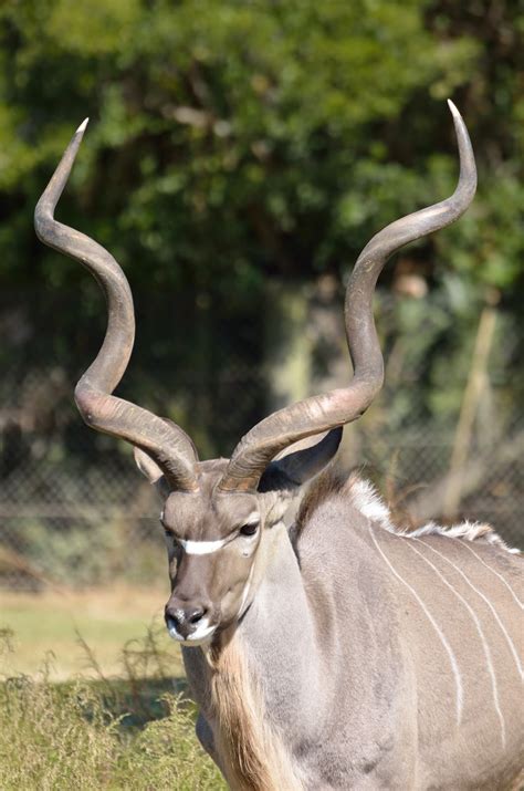 amazing kudus horns  wild animals