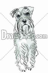 Schnauzer Coloring Pages Vector Stock Choose Board sketch template