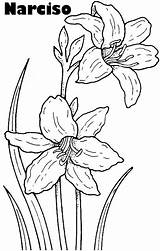 Kolorowanki Narciso Narcissus Narcisos Colorear Daffodil Orchideen Flor Ausmalbild Desenho Kwiaty Malvorlage Kolorowanka Druku Daffodils sketch template