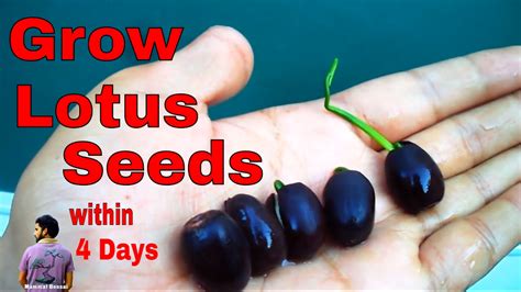 grow lotus  seed
