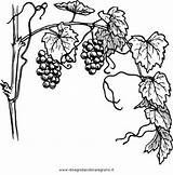 Vigna Natura Vines Grapes Grape Grapevine sketch template