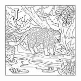 Jaguar Letter Illustration Coloring Book Vector Stock Colorless Depositphotos Alphabet Zoo Animals English Card Kids sketch template