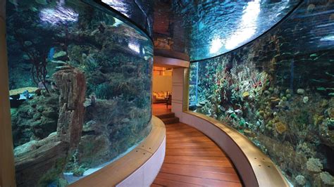 aquarium terrarium home aquarium aquarium design aquarium fish tank