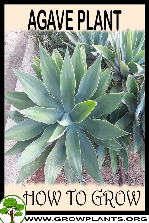 agave plant   grow care
