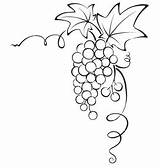 Grapevine Clipartmag sketch template